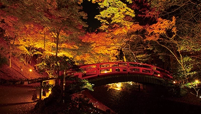 京都・滋賀 紅葉ライトアップ（北野天満宮）