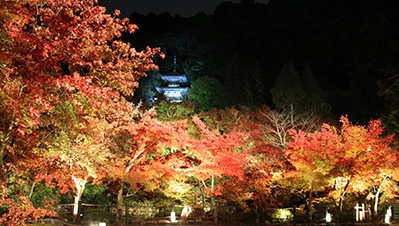 京都・滋賀 紅葉ライトアップ（永観堂（禅林寺））