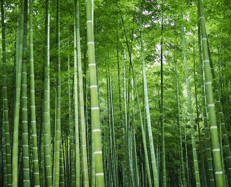 第166回 京の竹