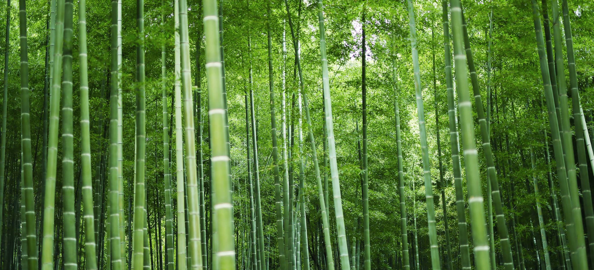 京の竹