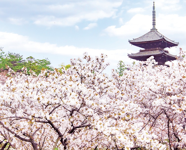 第188回 京都とお花見