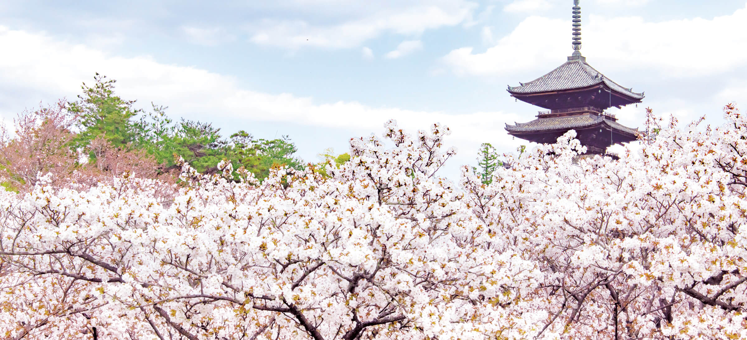 仁和寺の桜