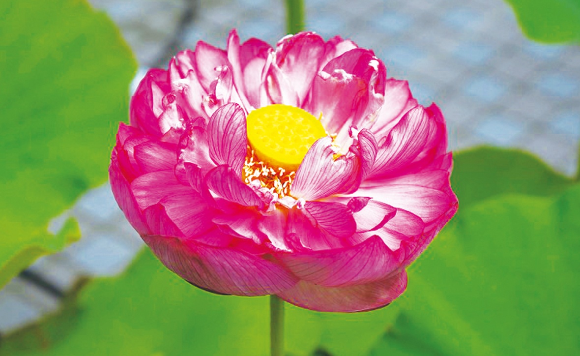 請所（うけしょ）の本紅