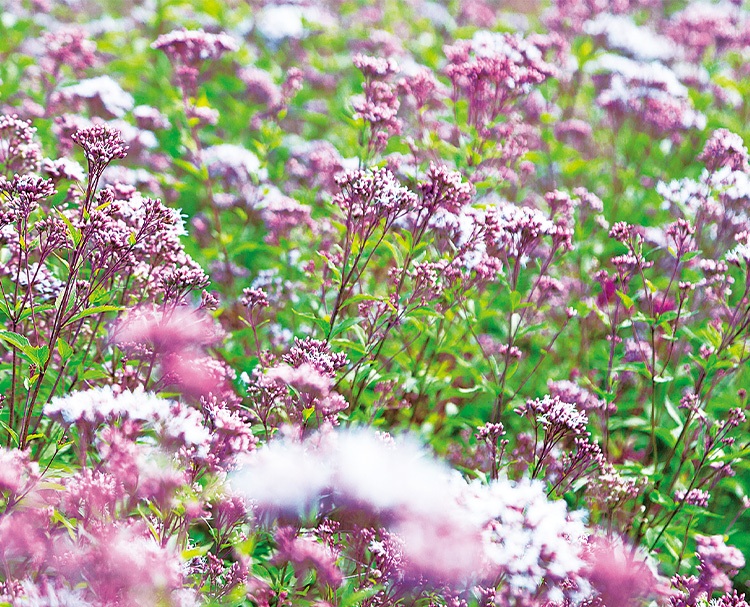 第192回 京都の植物