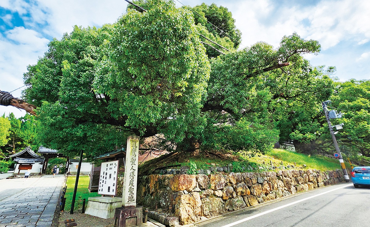 親鸞聖人お手植えの大クスノキ