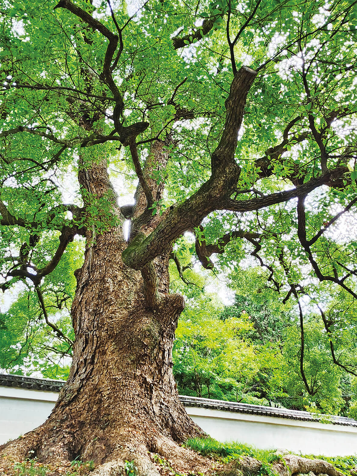 青蓮院の大クスノキ