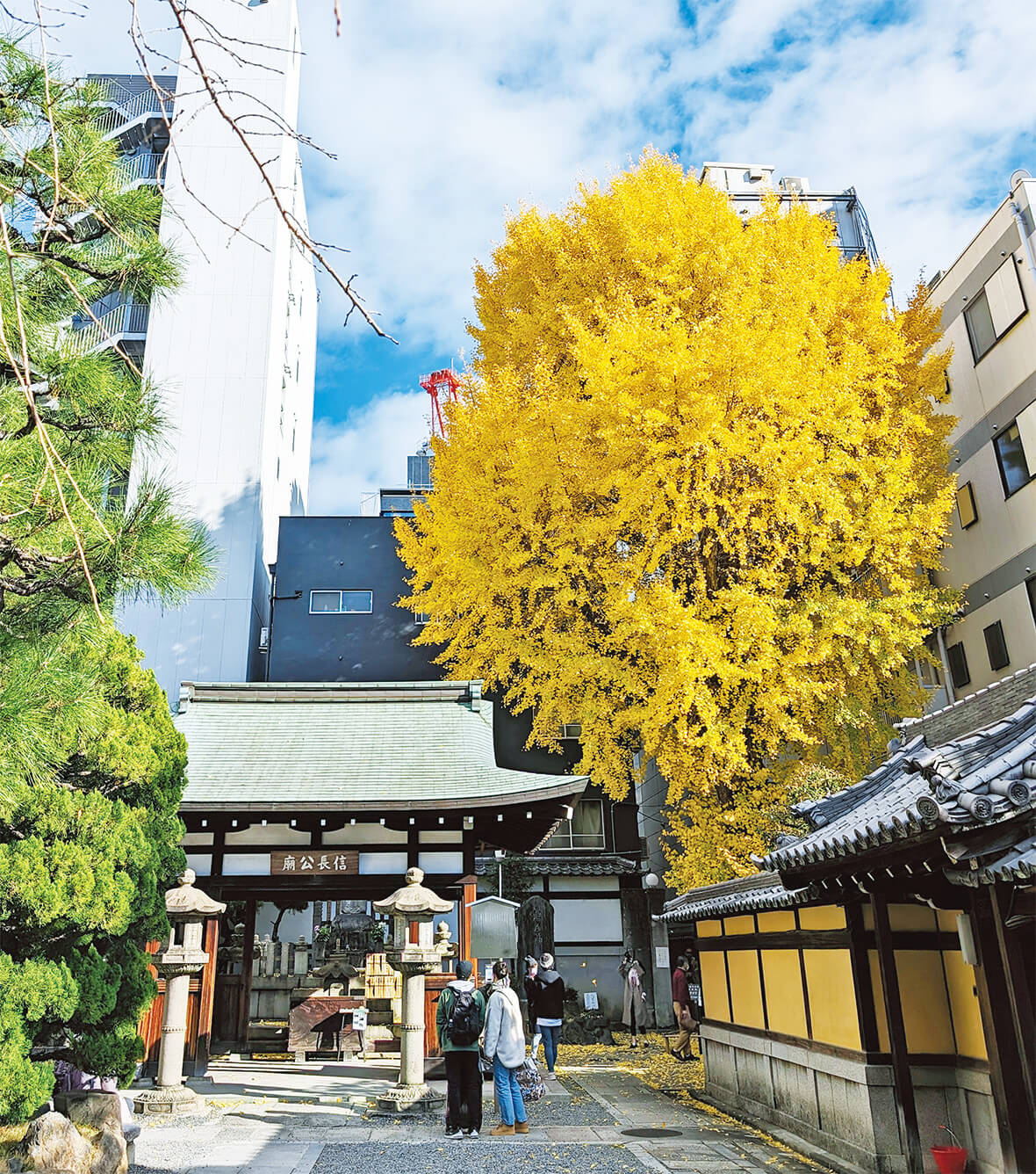 親鸞聖人お手植えの大クスノキ
