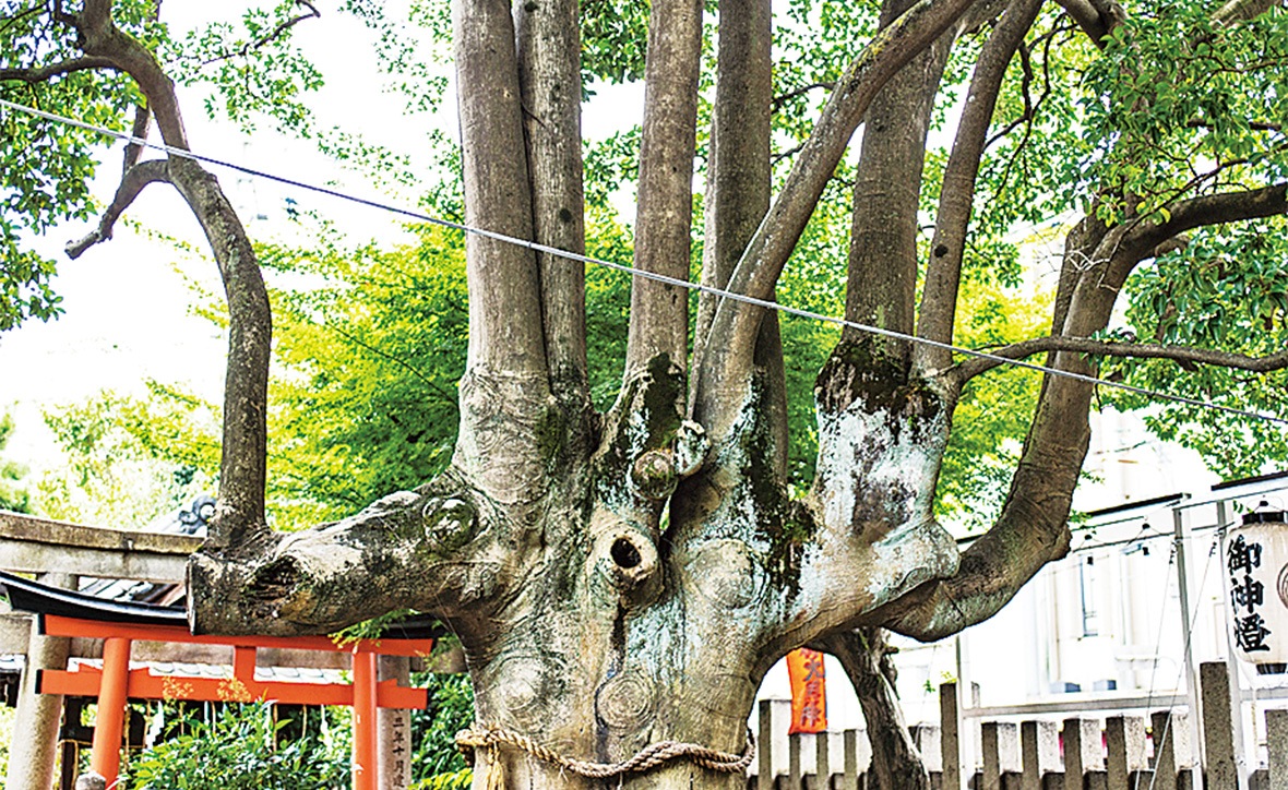 御神木 もちの木