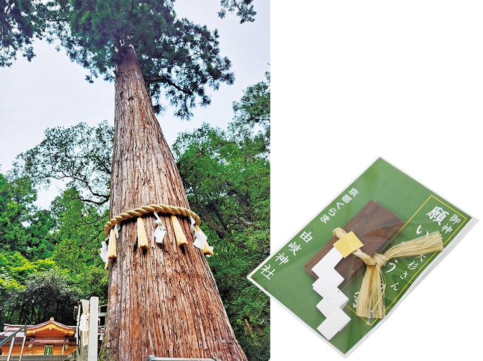 御神木 もちの木
