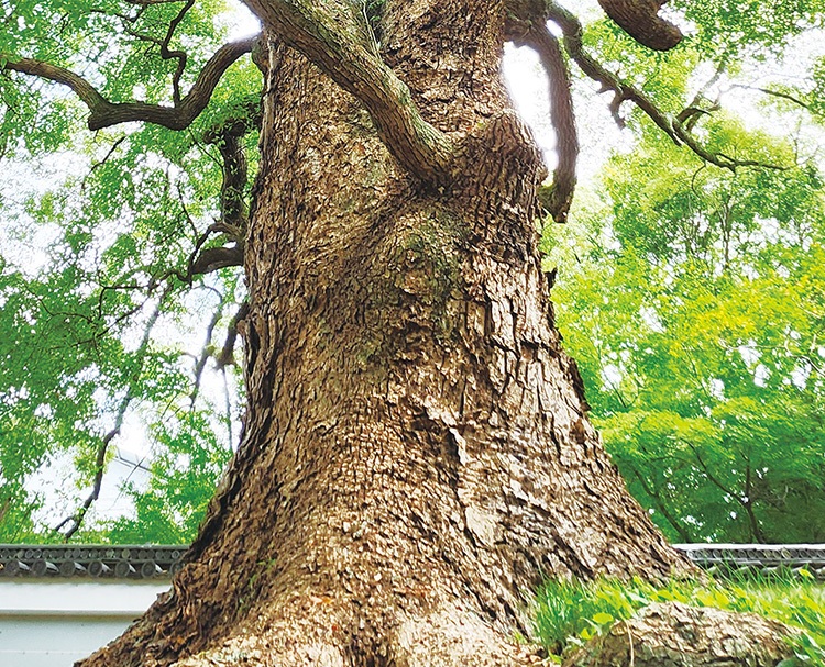 第195回 京都の巨木