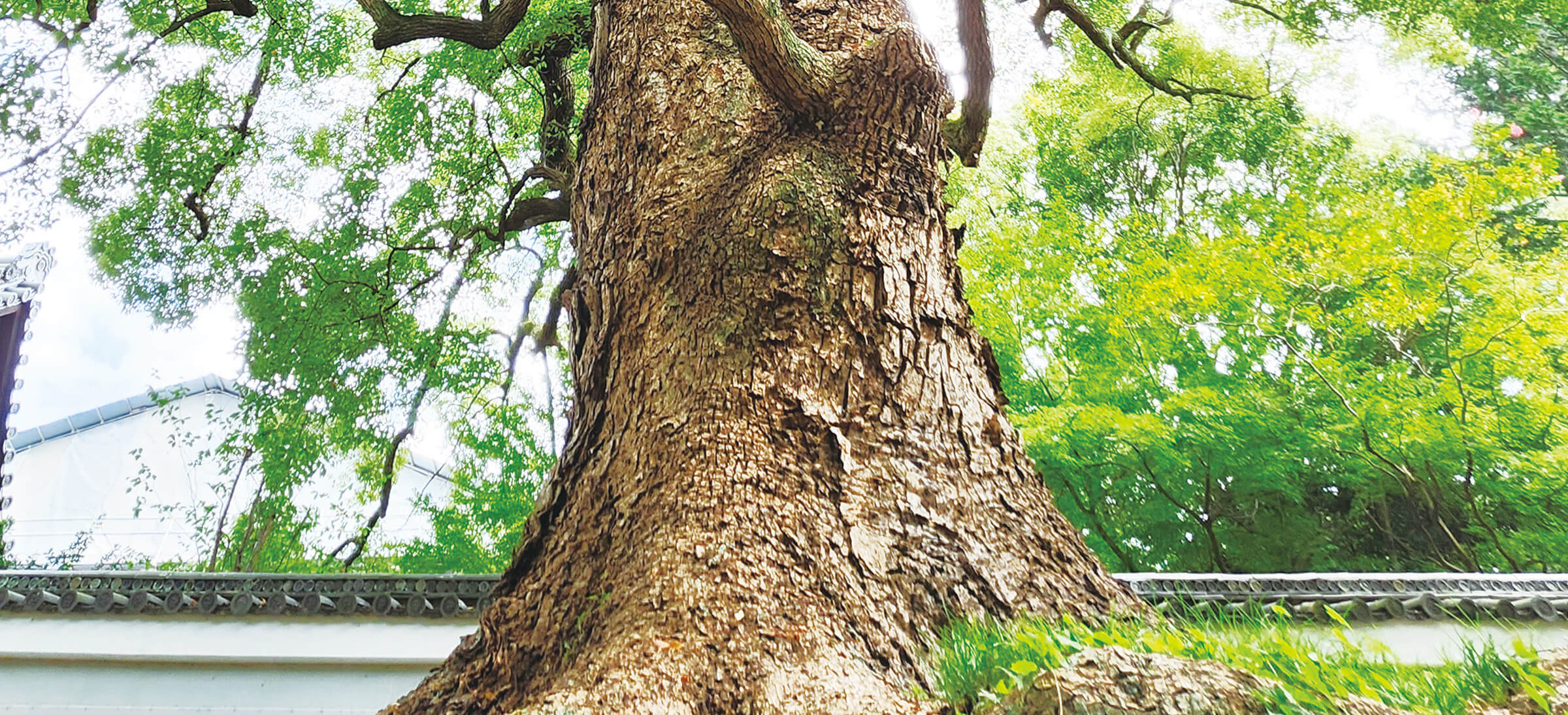 青蓮院 大クスノキ