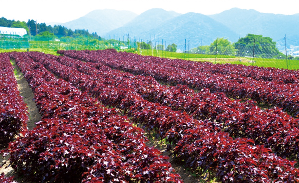 和歌に詠まれた炭窯（すみがま）の里