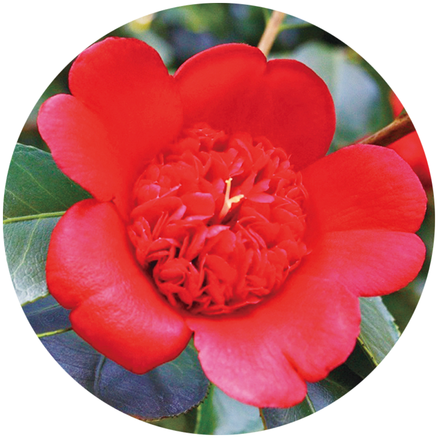 日光（じっこう）椿