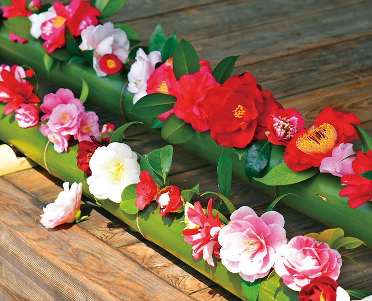 第210回 京都の椿