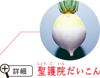 聖護院だいこん