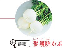 聖護院かぶ