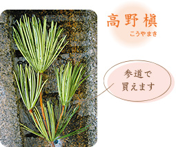 高野槇 参道で買えます