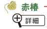 赤椿
