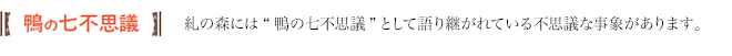 鴨の七不思議　糺の森には“鴨の七不思議”として語り継がれている不思議な事象があります。