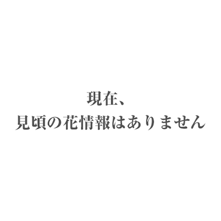 現在、見頃の花情報はありません