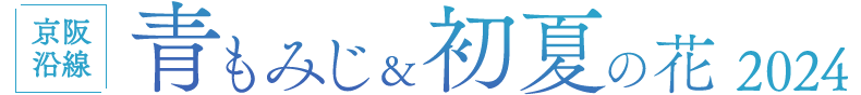 京阪沿線 青もみじ＆初夏の花2024