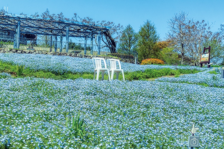 京都・比叡山頂往復切符【ガーデンミュージアム比叡 入園券付】
