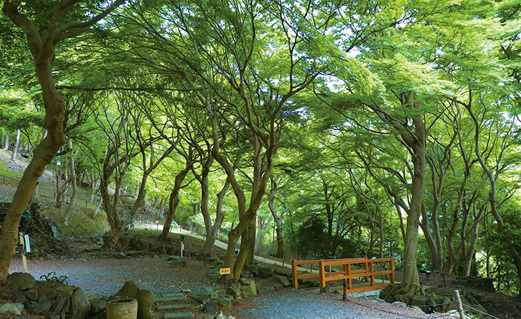 八瀬もみじの小径