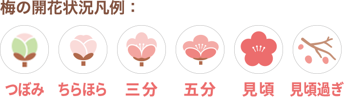 梅の開花状況凡例