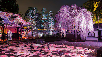 京都桜ライトアップ・夜桜（高台寺）