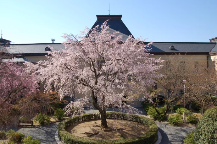 京都府庁旧本館の桜