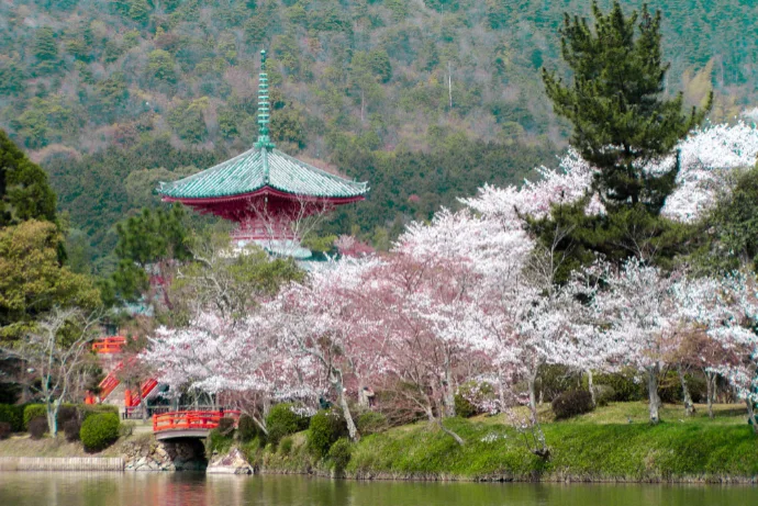 大覚寺の桜