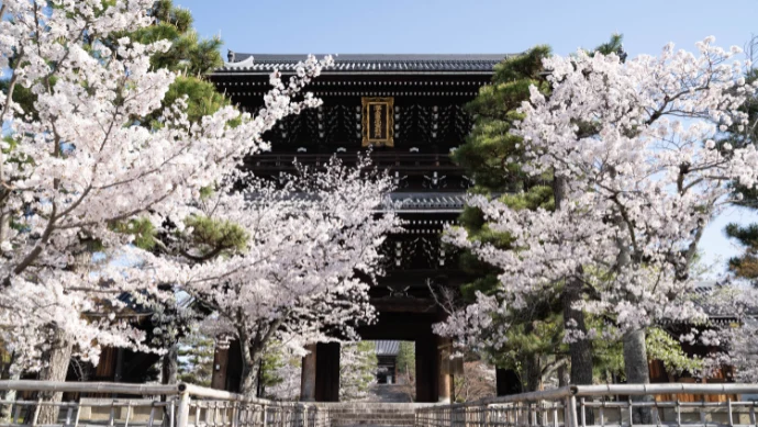 金戒光明寺の桜