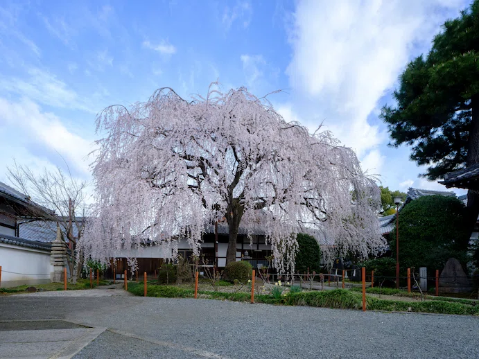 本満寺の桜