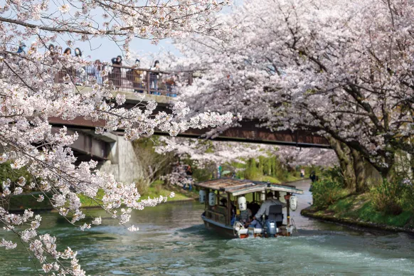 京都 伏見の桜