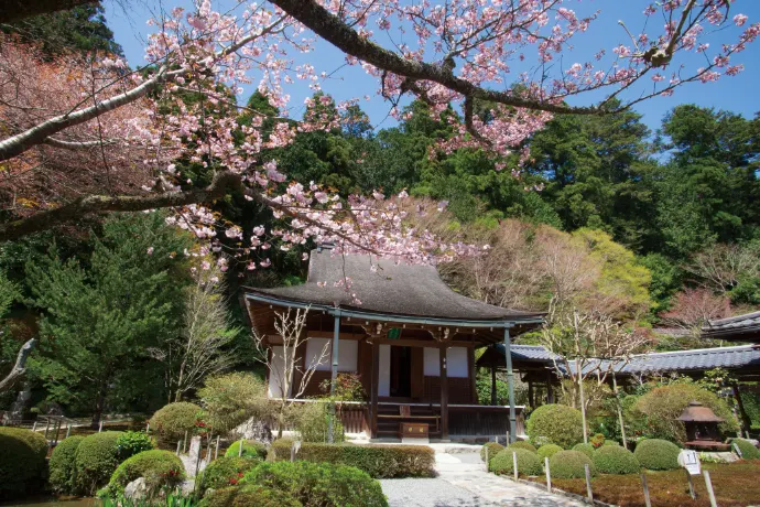 京都 寂光院の桜