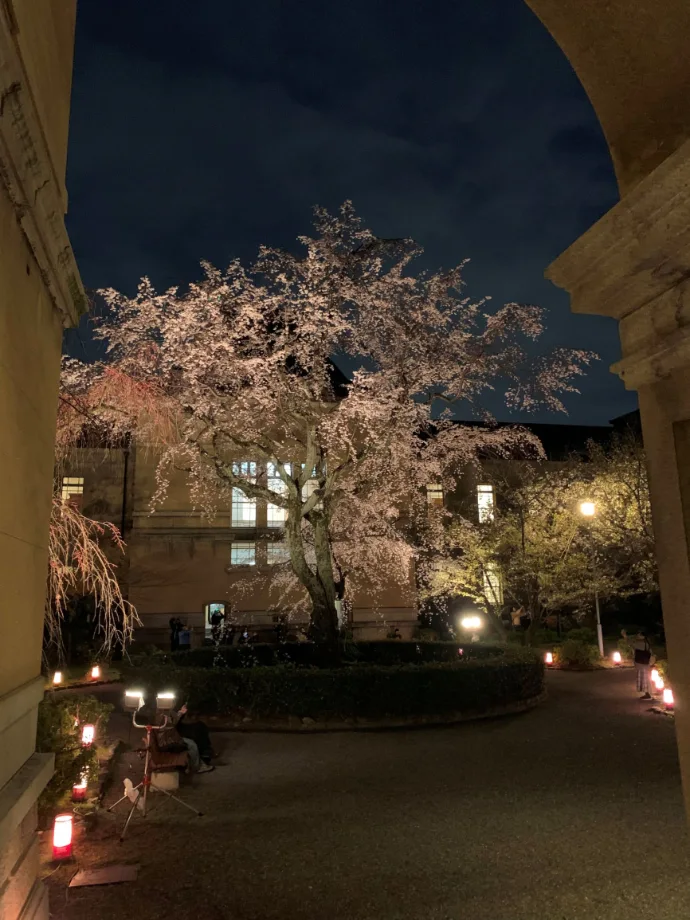 京都府庁旧本館の桜ライトアップ・夜桜