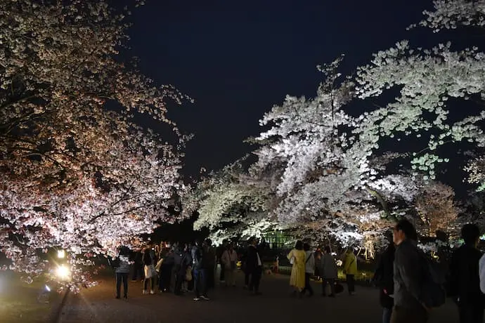 京都桜ライトアップ・夜桜（京都府立植物園）