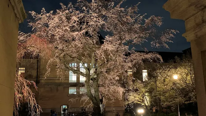 京都桜ライトアップ・夜桜（清水寺）