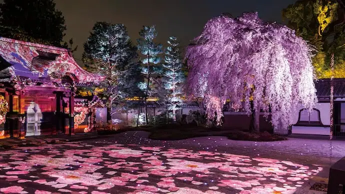 京都桜ライトアップ・夜桜（高台寺）