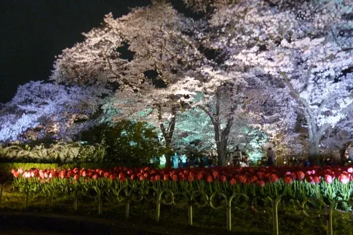京都桜ライトアップ・夜桜（京都府立植物園）