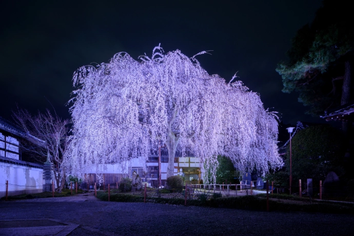 京都桜ライトアップ・夜桜（本満寺）