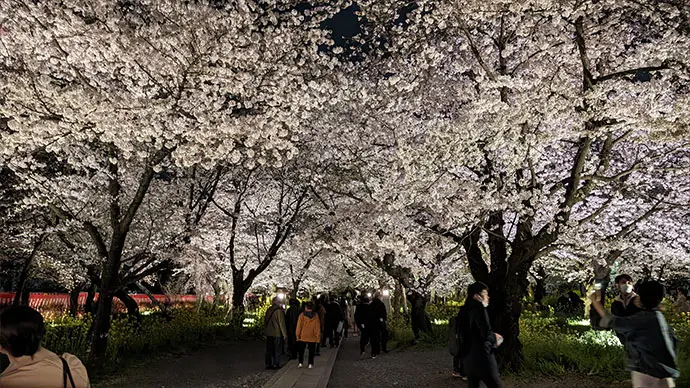 京都桜ライトアップ・夜桜（平野神社）