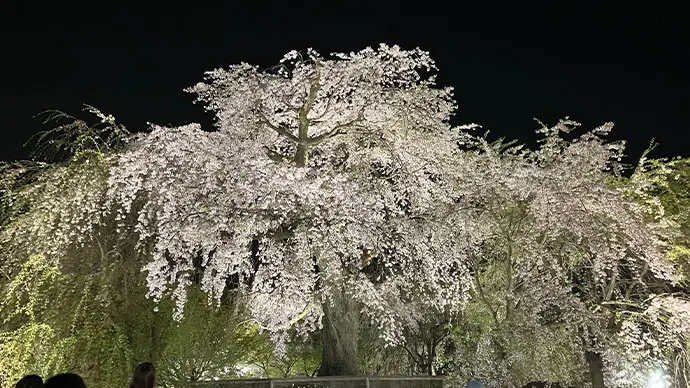京都桜ライトアップ・夜桜（円山公園）
