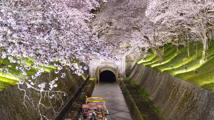 滋賀桜ライトアップ・夜桜（琵琶湖疏水）