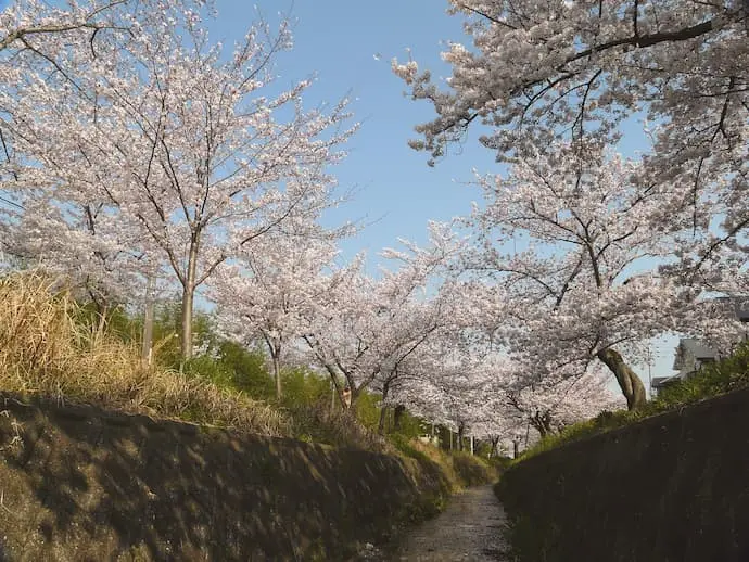 交野妙見河原の桜