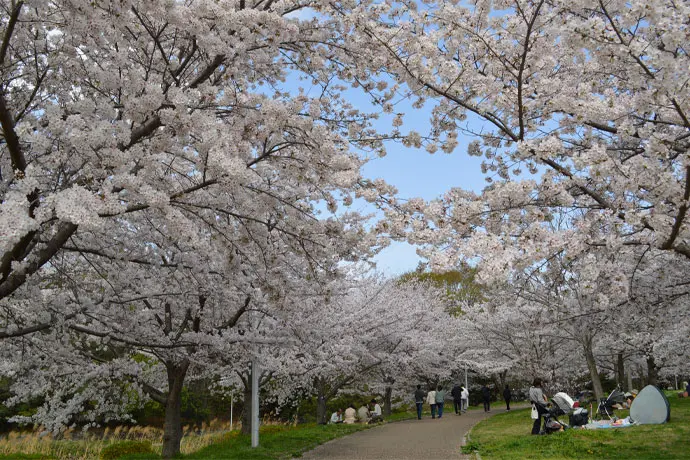 山田池公園の桜