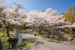 長等公園の桜