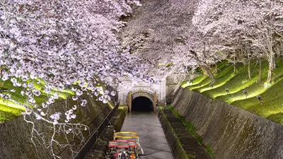 滋賀桜ライトアップ・夜桜（びわ湖大津）