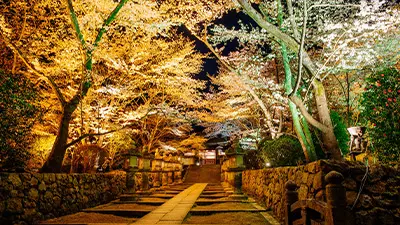 滋賀桜ライトアップ・夜桜（三井寺）