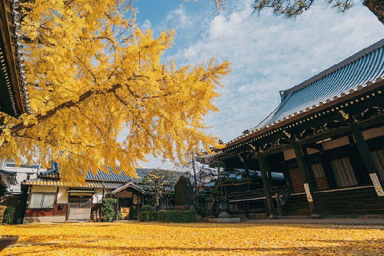 難宗寺／竜田通り